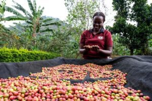 cà phê đặc sản uganda