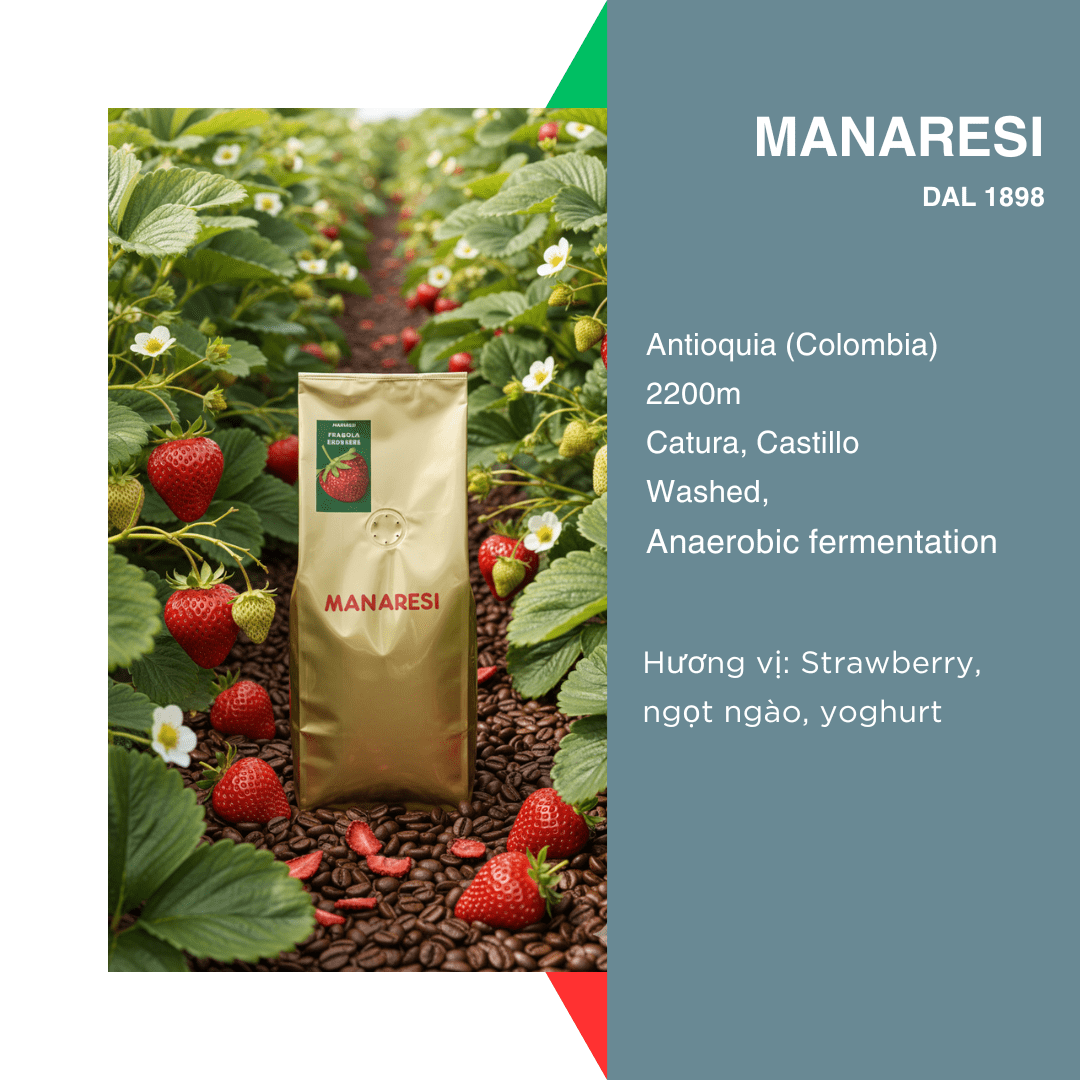 Manaresi Fragola ( note hương dâu tây)